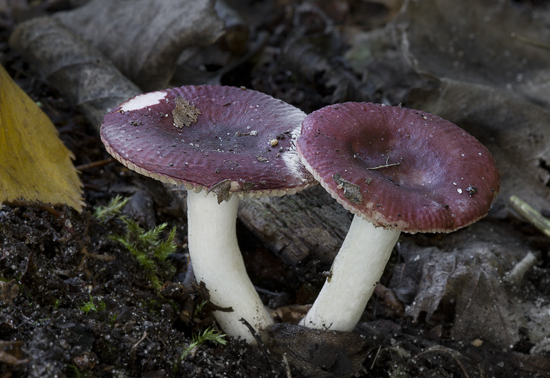 Russula nitida